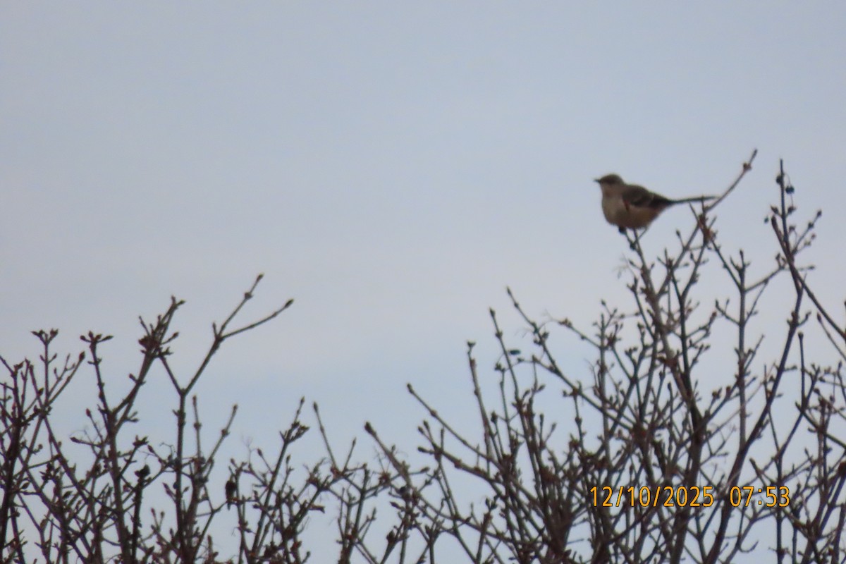 Northern Mockingbird - ML646735039
