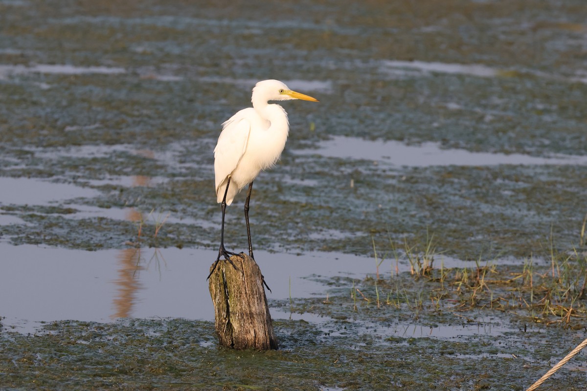 Asya Ortanca Balıkçılı - ML646735040