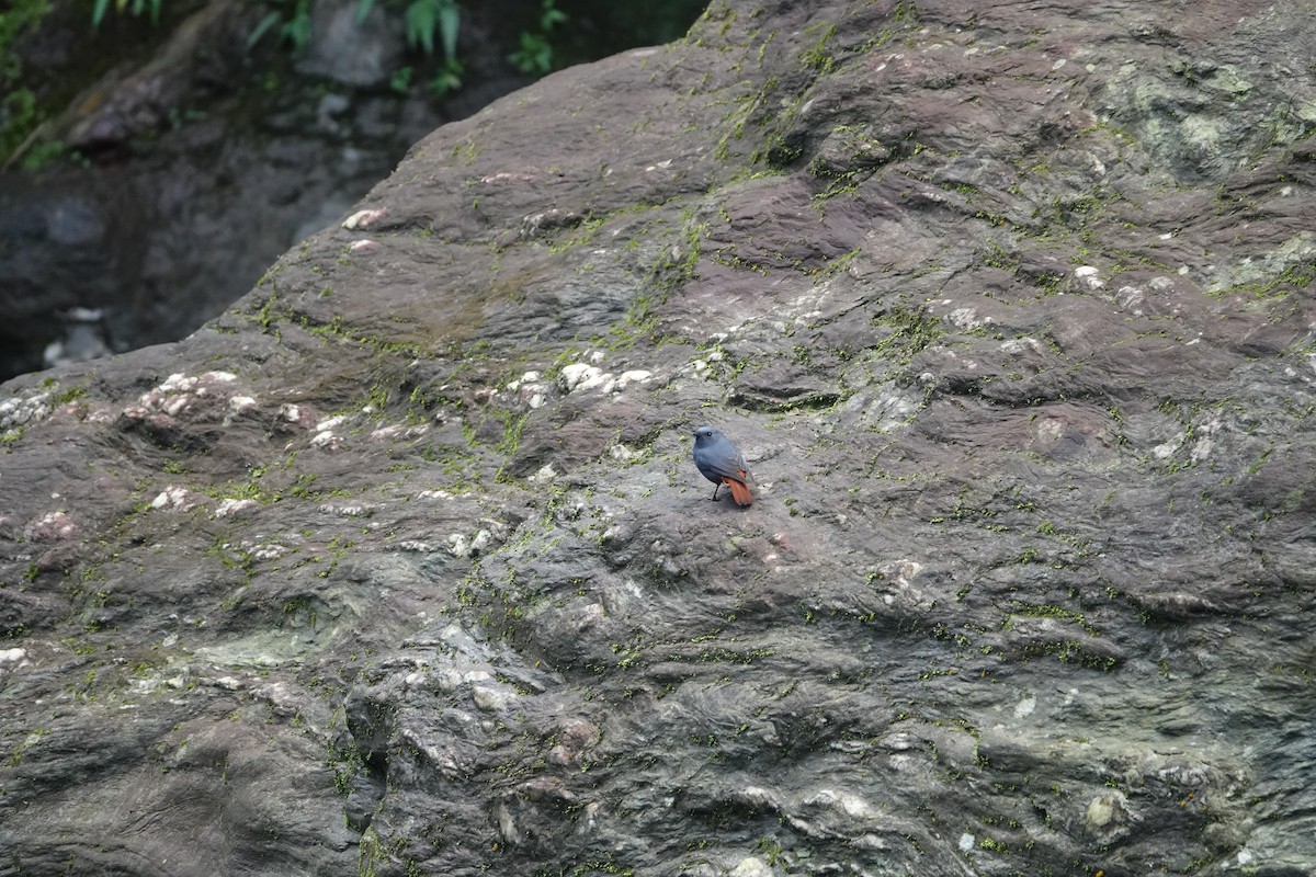 Kurşuni Kızılkuyruk - ML646735041