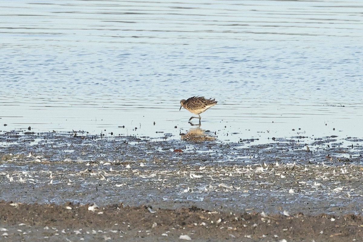 Borrokalaria - ML646735042