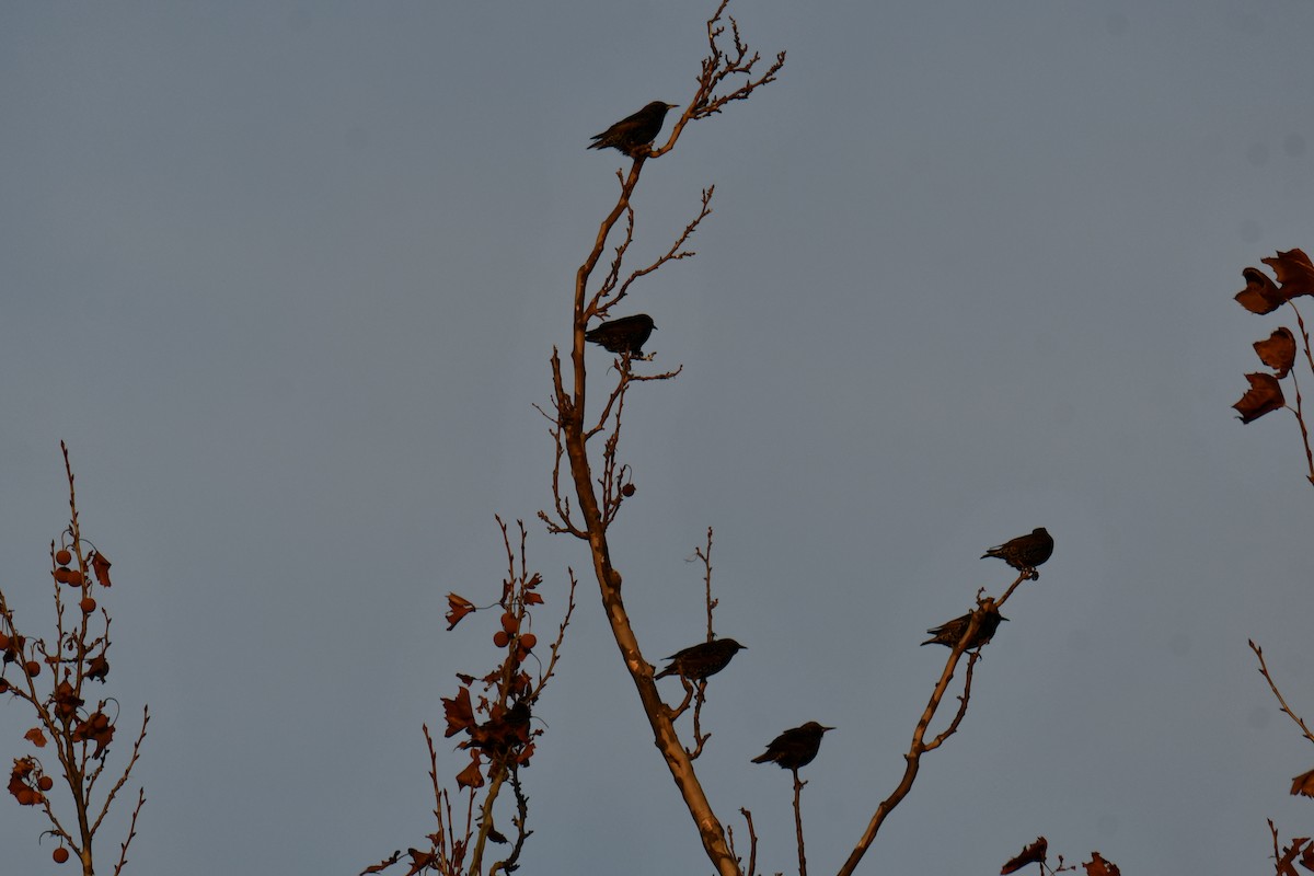 Sığırcık - ML646735046