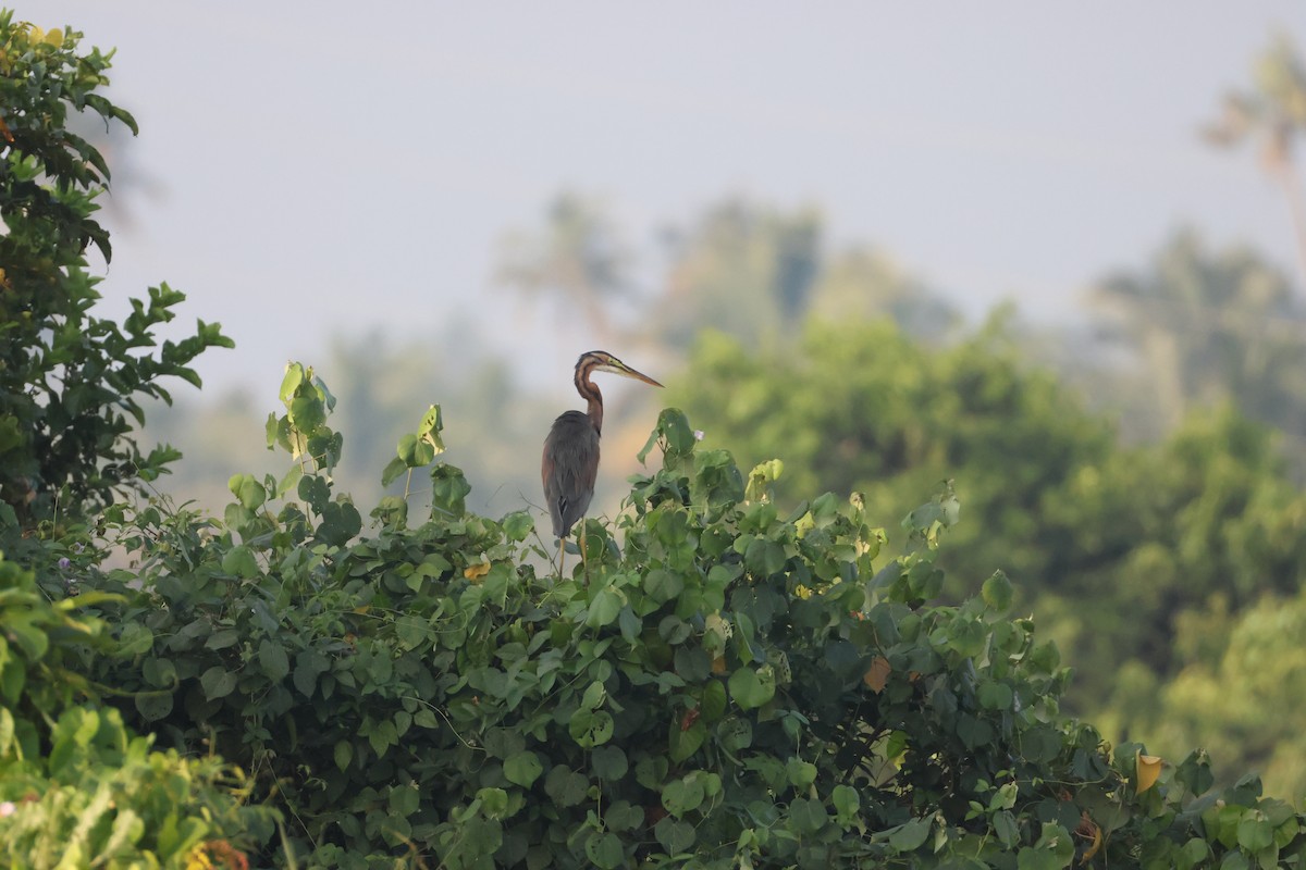 Erguvani Balıkçıl - ML646735048