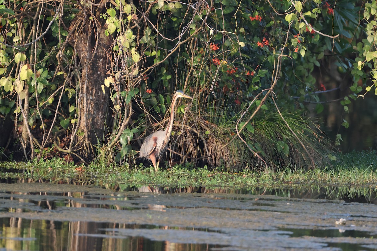 Erguvani Balıkçıl - ML646735049