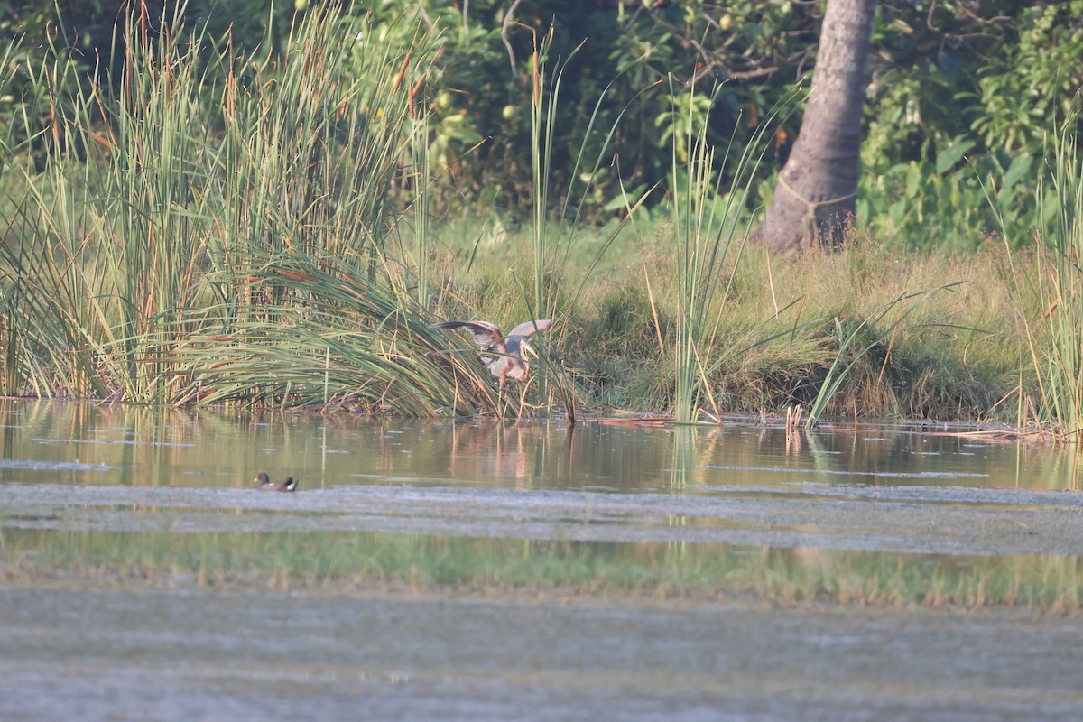 Erguvani Balıkçıl - ML646735050