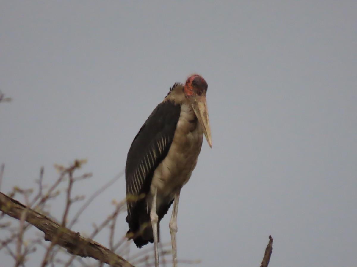 Marabu - ML646735051