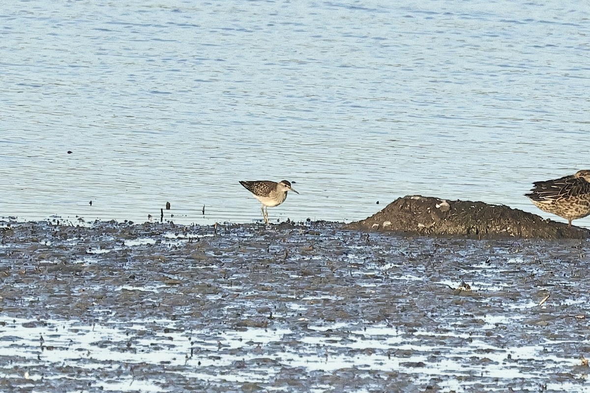 Wood Sandpiper - ML646735052