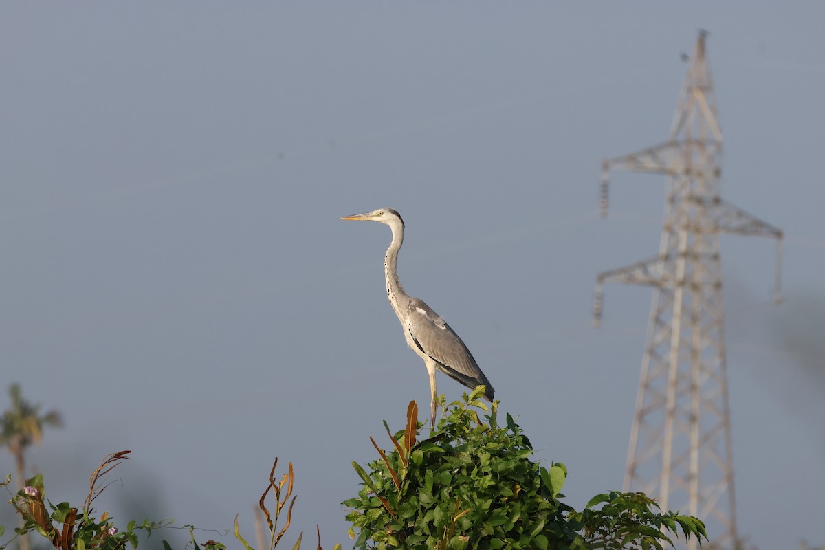 Gri Balıkçıl - ML646735053