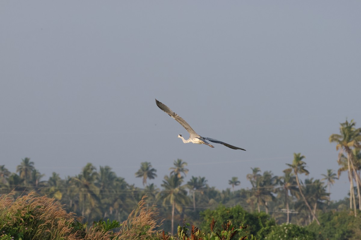 Gri Balıkçıl - ML646735054