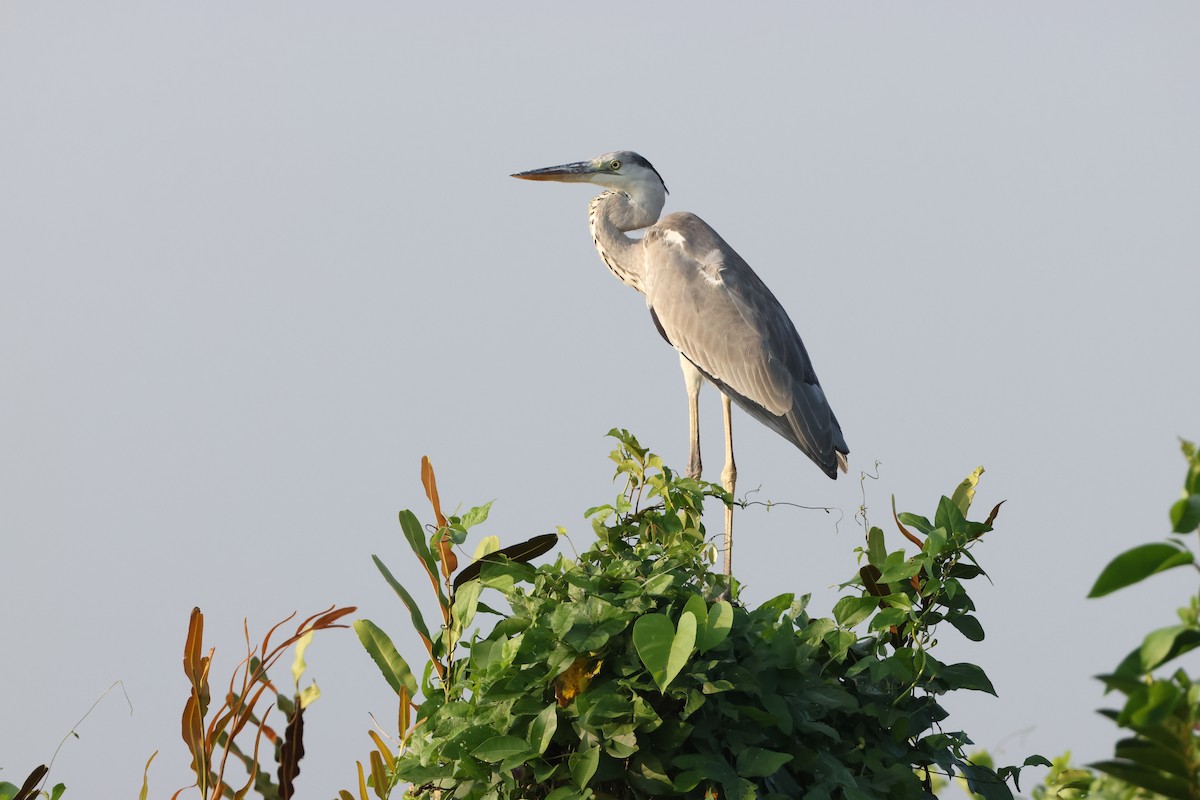 Gri Balıkçıl - ML646735055