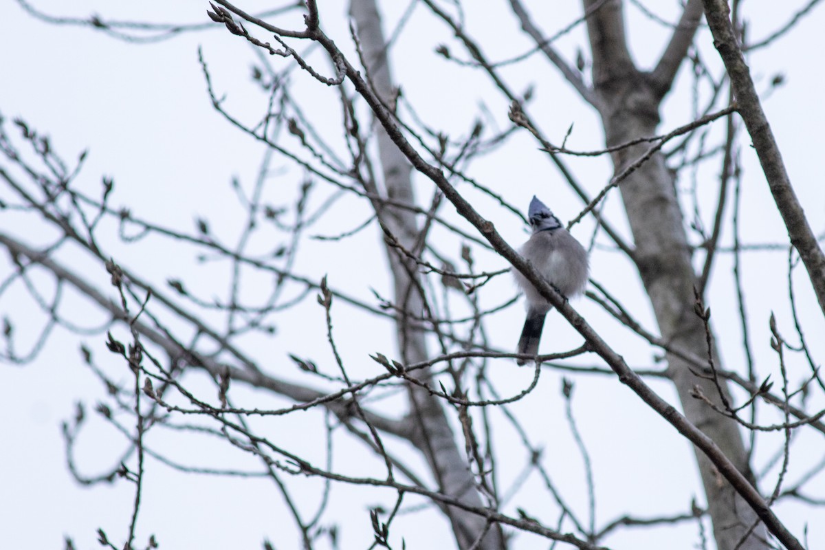 Blue Jay - ML646735056