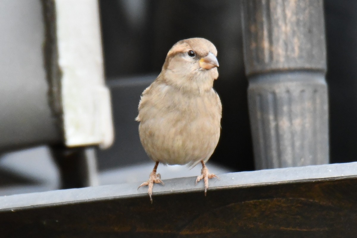 Serçe - ML646735057