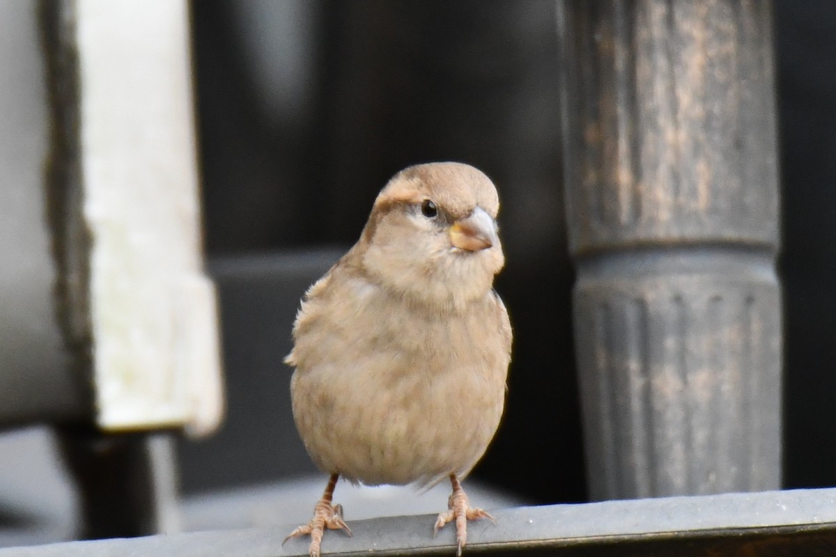 Serçe - ML646735058