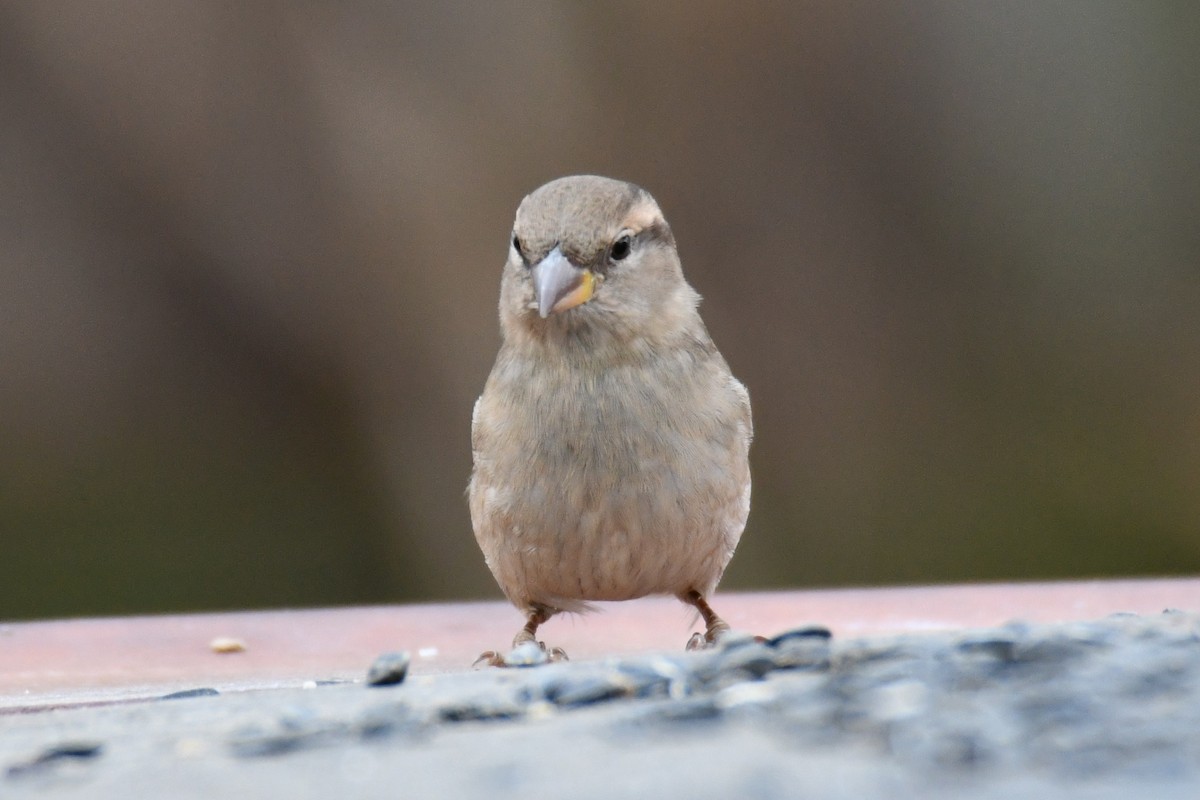 Serçe - ML646735059