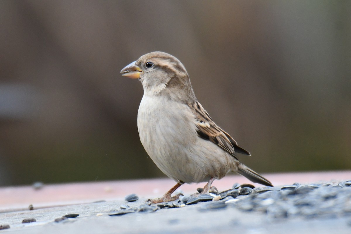 Serçe - ML646735060