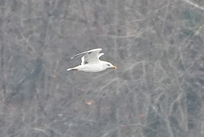 Kara Sırtlı Martı - ML646735061