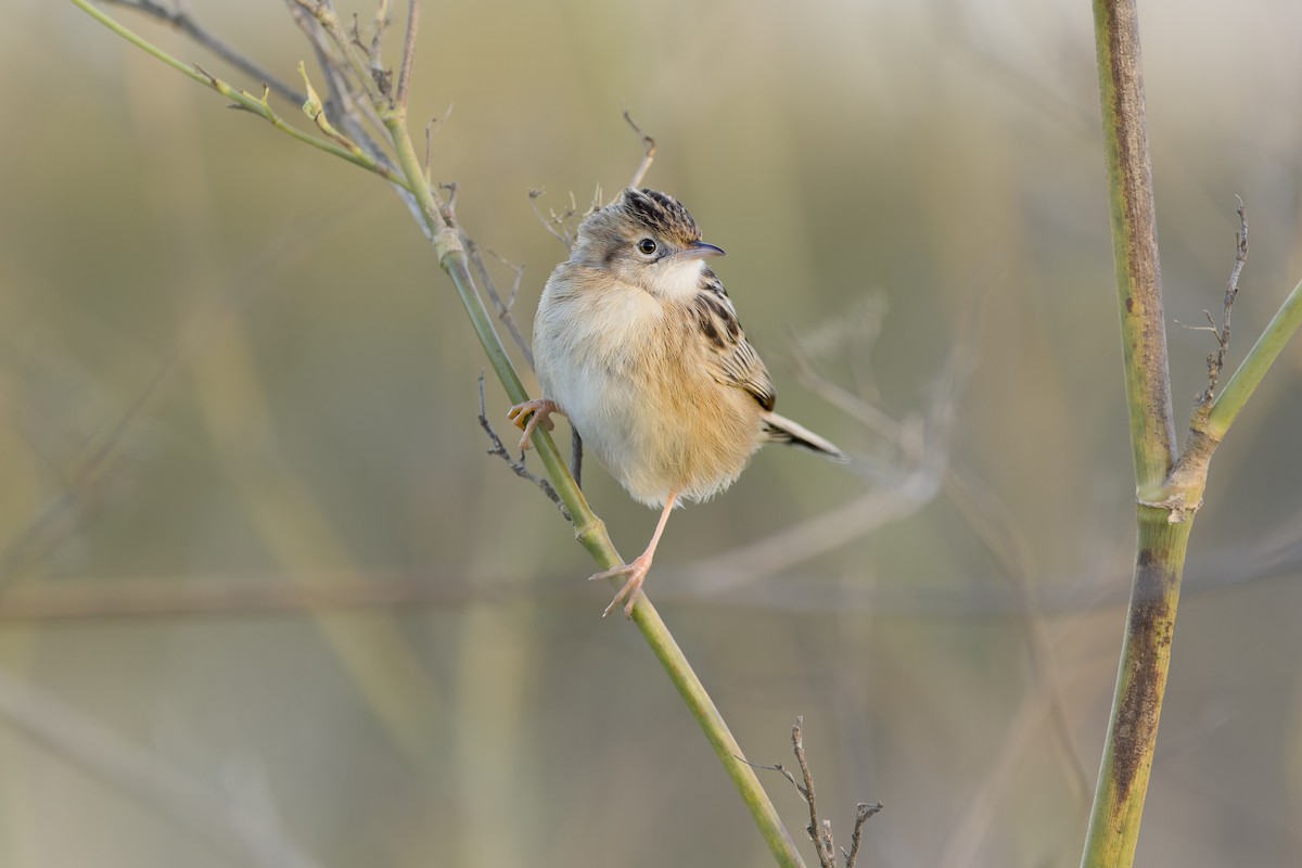 Yelpazekuyruk - ML646735062