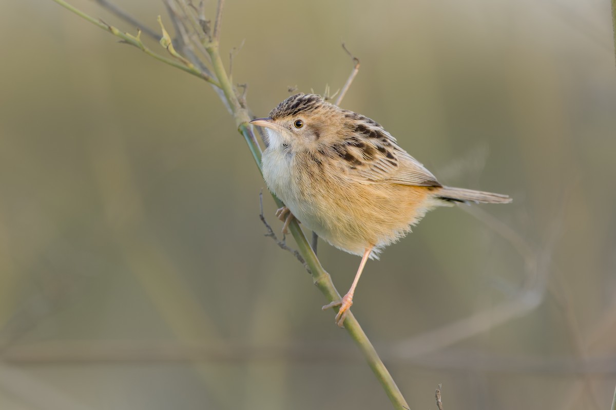 Yelpazekuyruk - ML646735063