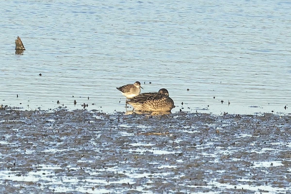 Wood Sandpiper - ML646735064