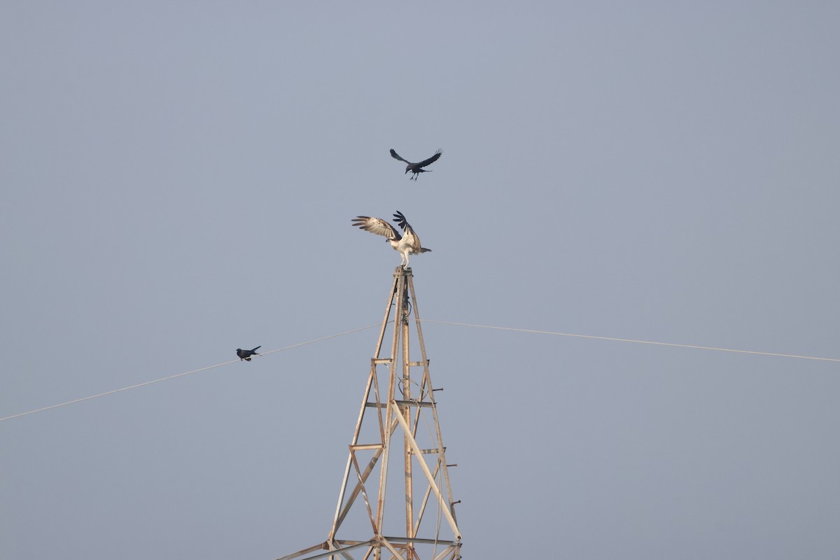 Balık Kartalı - ML646735065