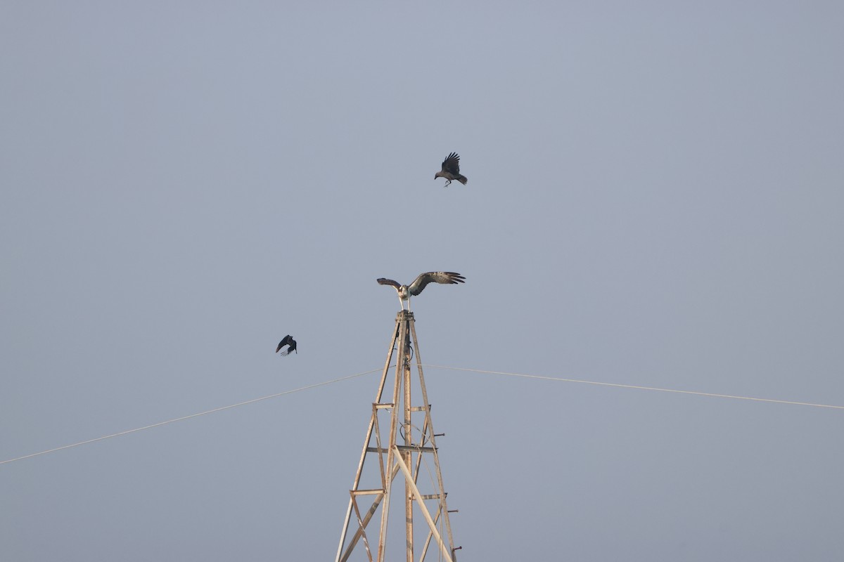 fiskeørn - ML646735066