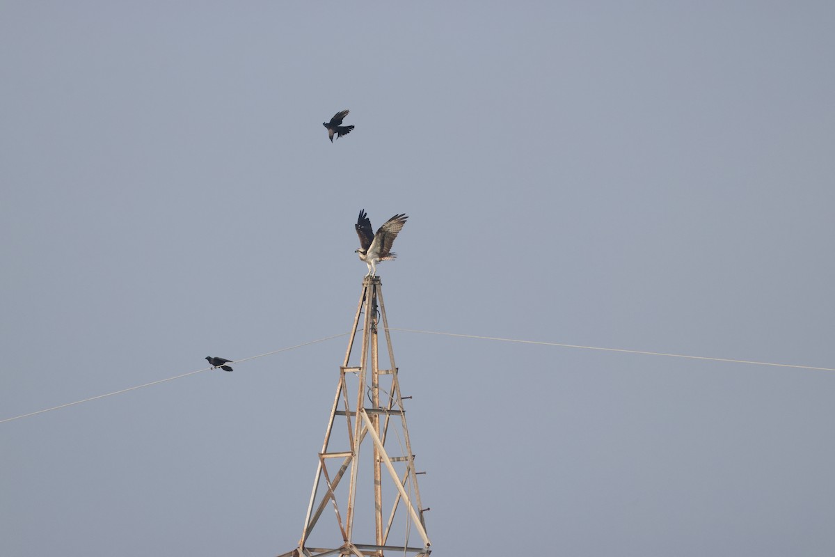 Balık Kartalı - ML646735067