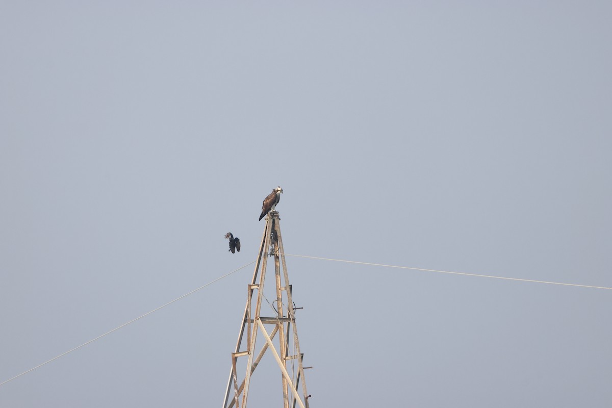 Balık Kartalı - ML646735068