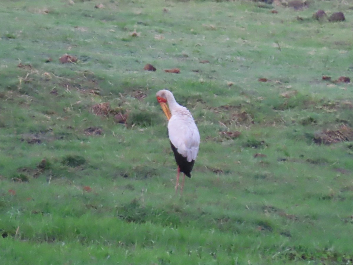 Sarı Gagalı Leylek - ML646735069