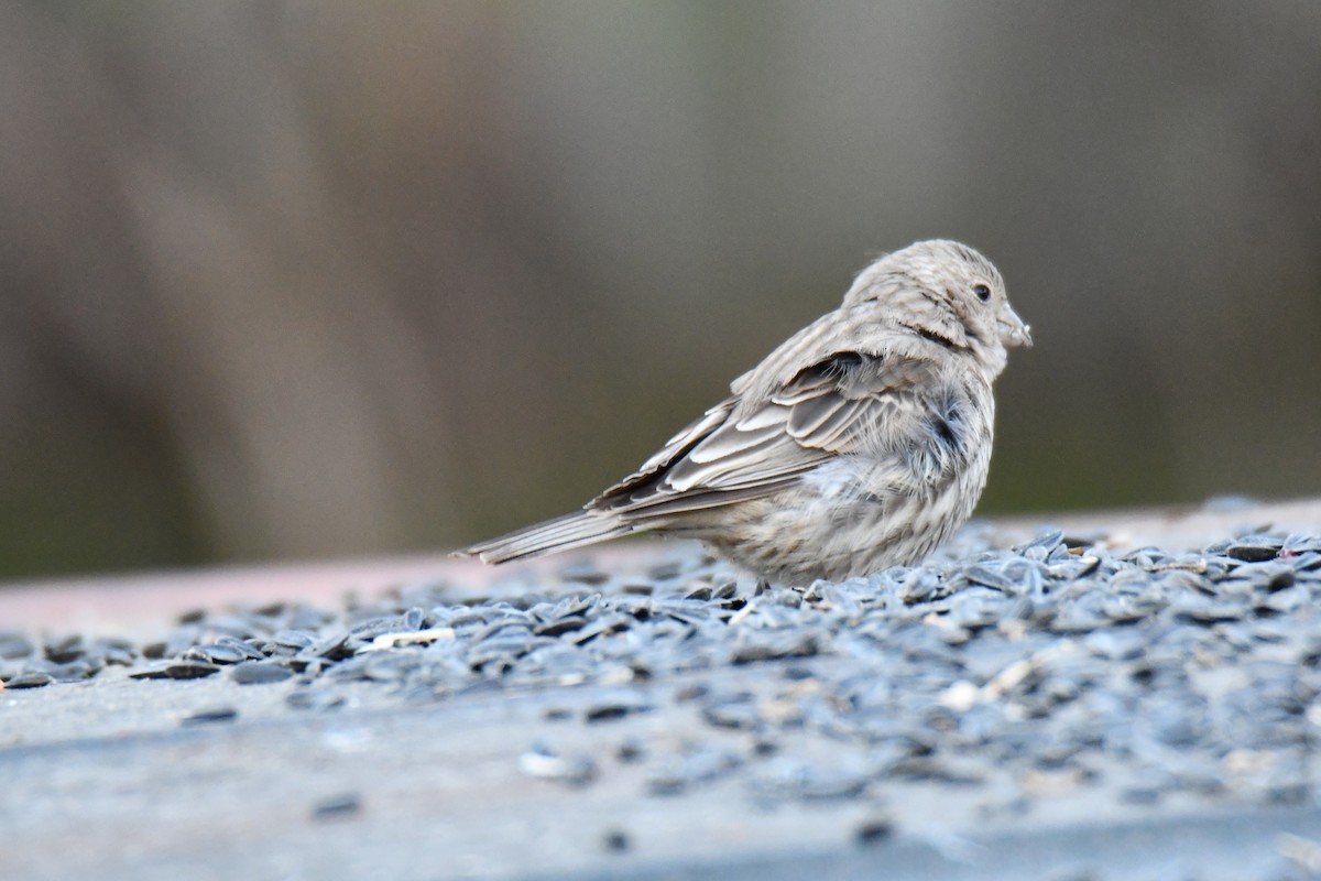 Ev Çütresi - ML646735070