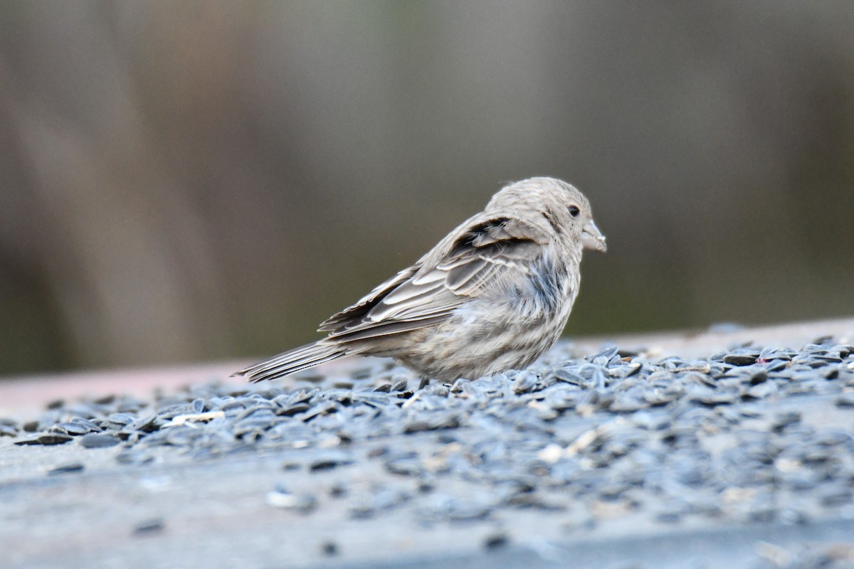 Ev Çütresi - ML646735071