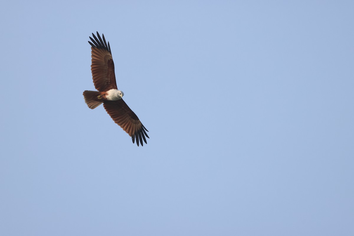 braminglente - ML646735072