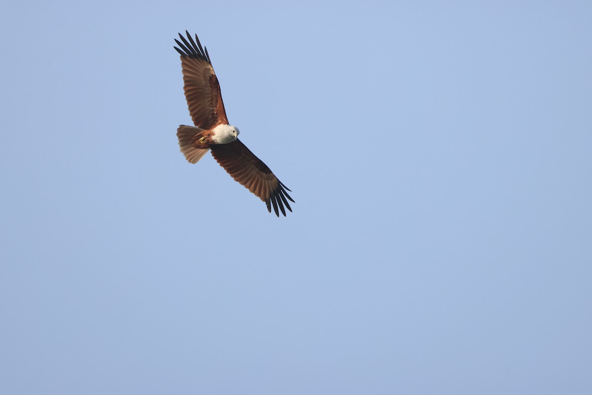 braminglente - ML646735073