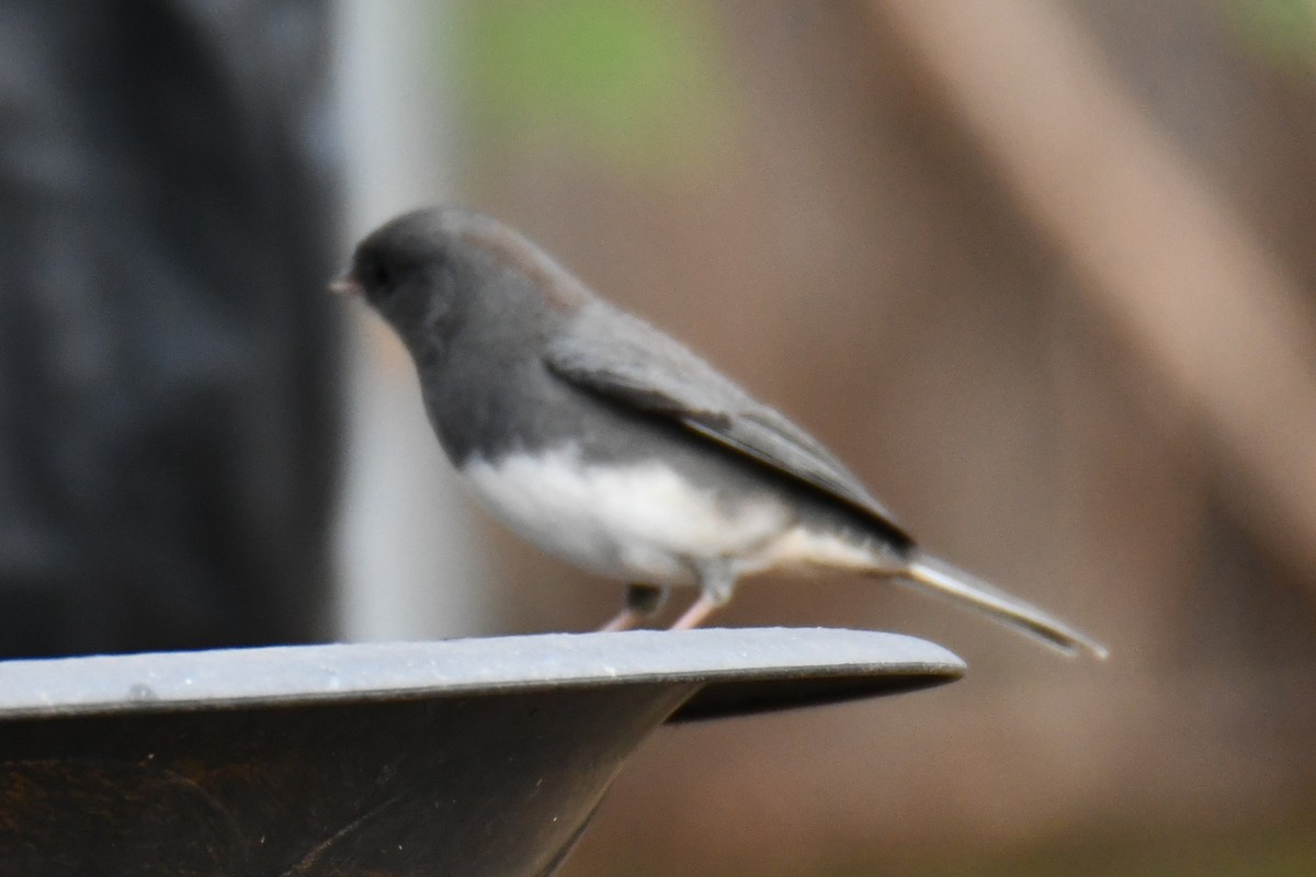 vinterjunko - ML646735075