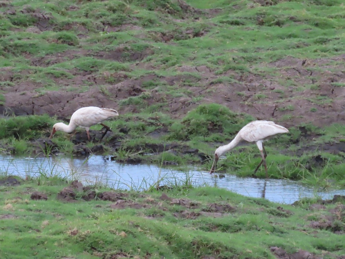 afrikaskjestork - ML646735076