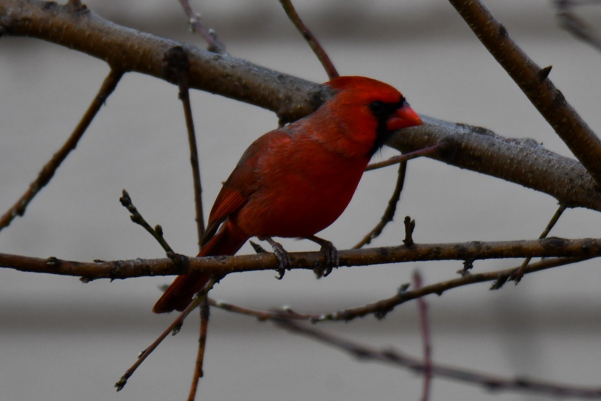 rødkardinal - ML646735077