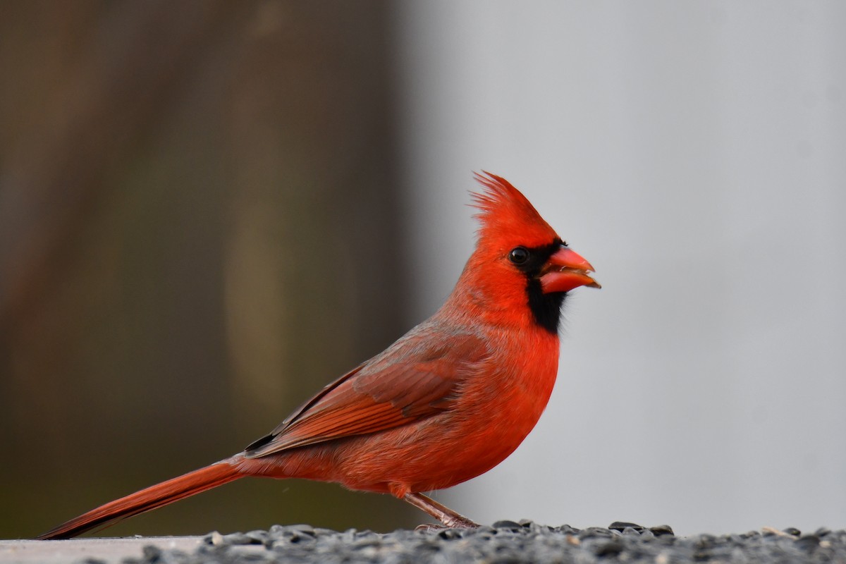 rødkardinal - ML646735078
