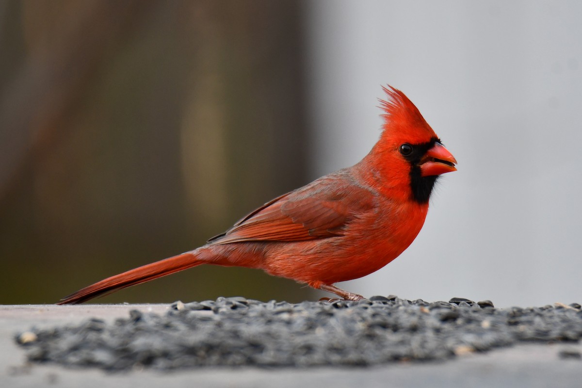 rødkardinal - ML646735079