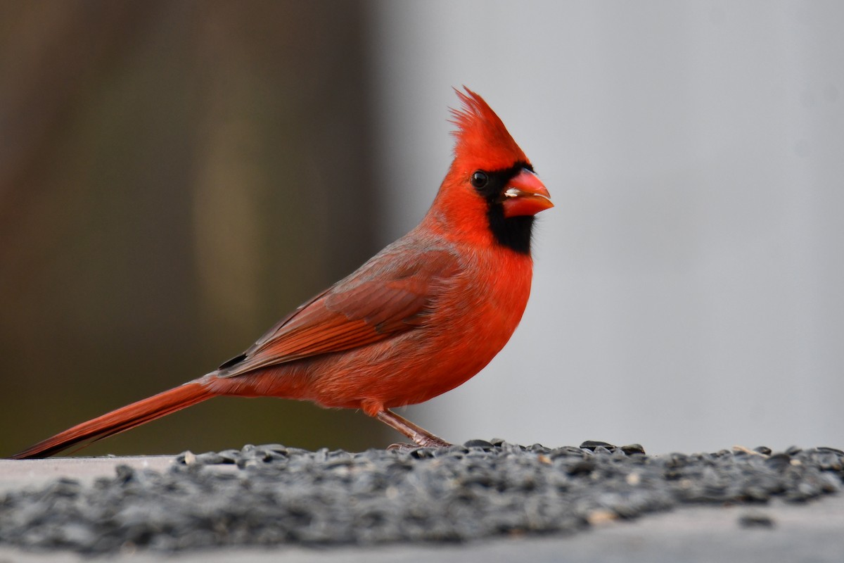 rødkardinal - ML646735080