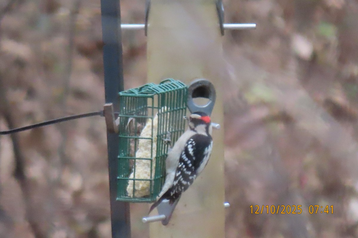 Hairy Woodpecker - ML646735082