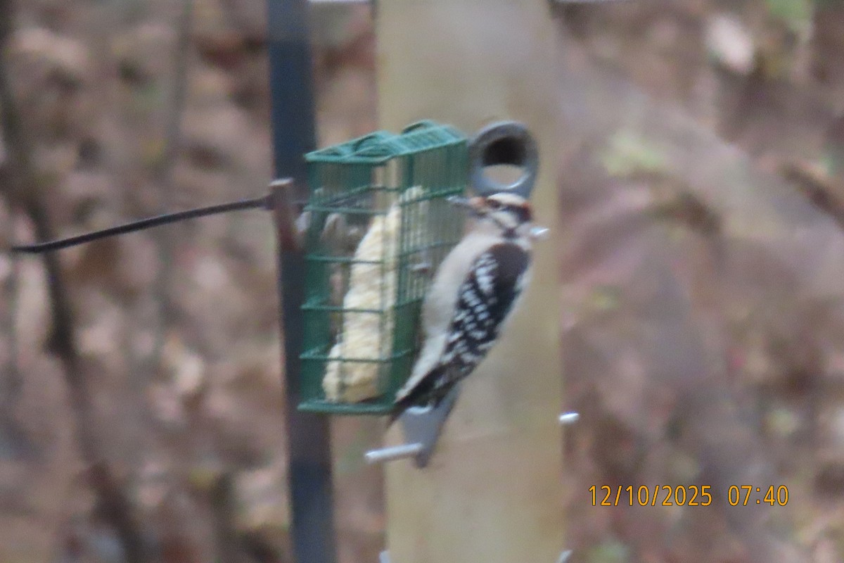 hårspett - ML646735083