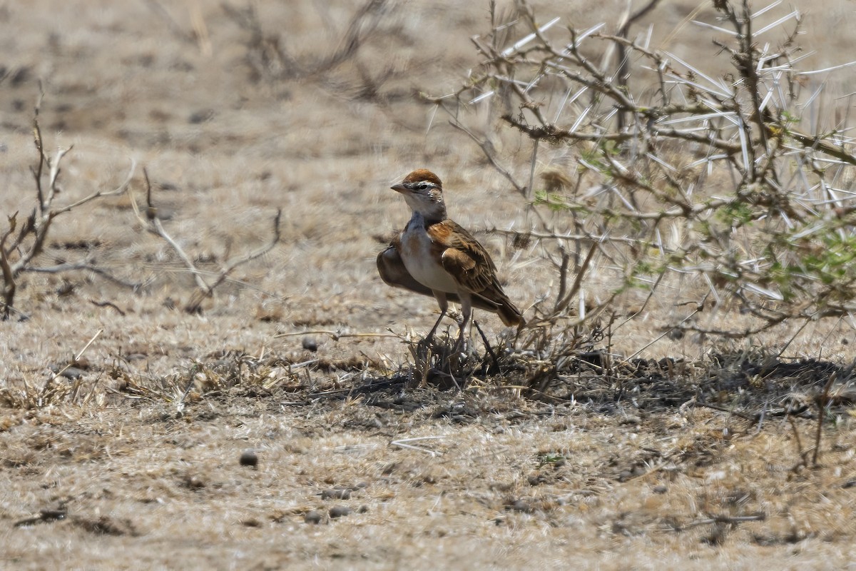 Red-capped Lark - ML646735085