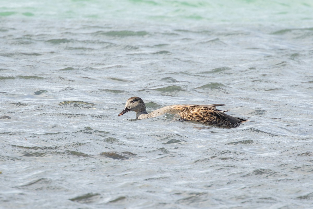 Ánade Friso - ML646735086