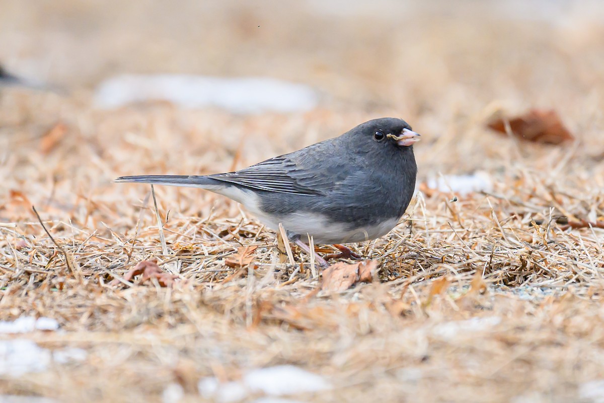 vinterjunko - ML646735091