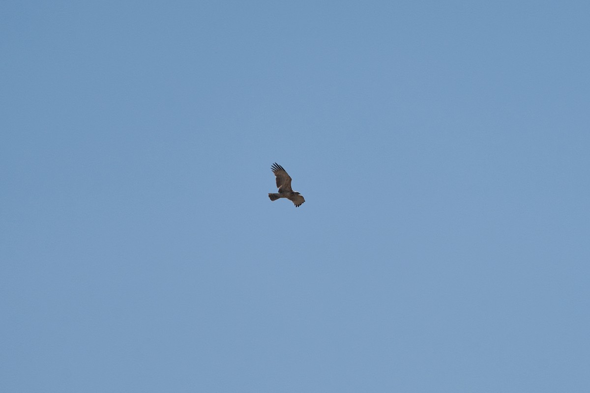 Black-chested Snake-Eagle - ML646735093