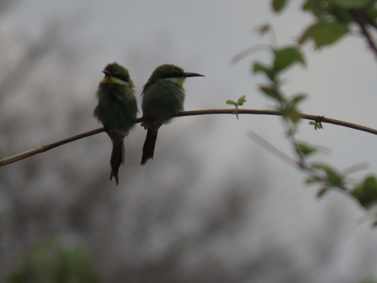 dvergbieter - ML646735094