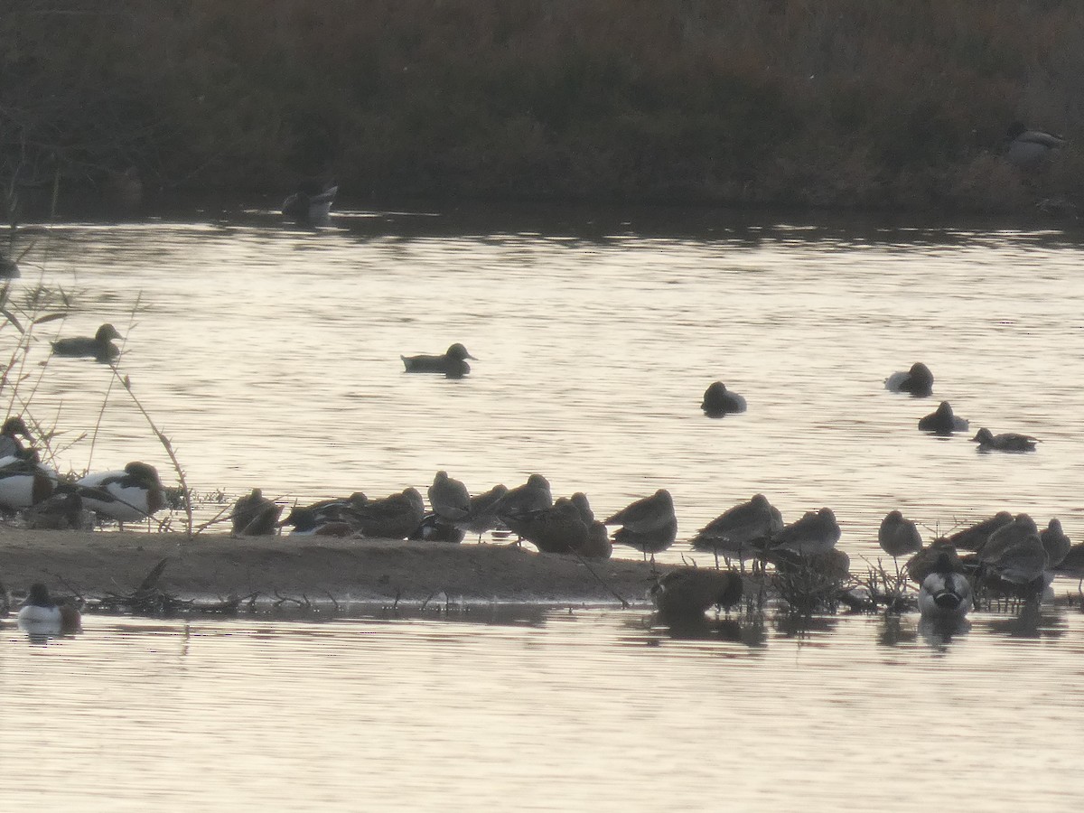 Murgilari arrunta - ML646735102