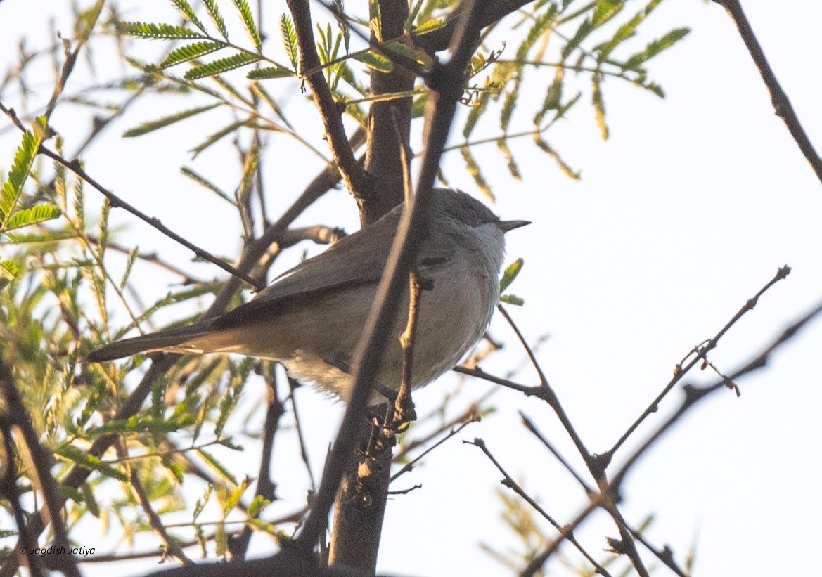 Lesser Whitethroat - ML646735114