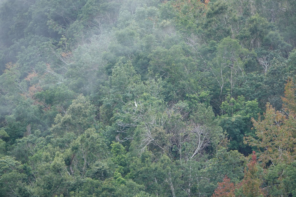 Great Egret - ML646735117