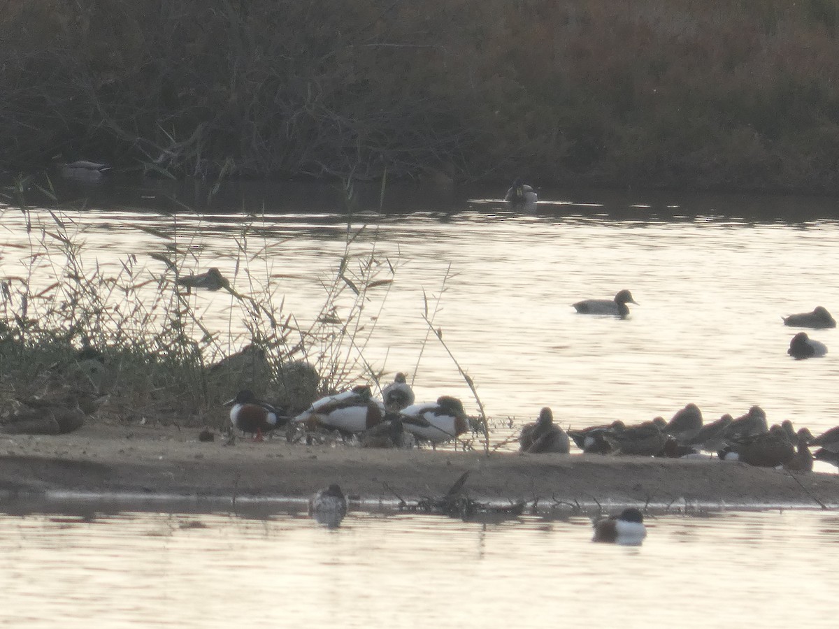 Murgilari arrunta - ML646735124