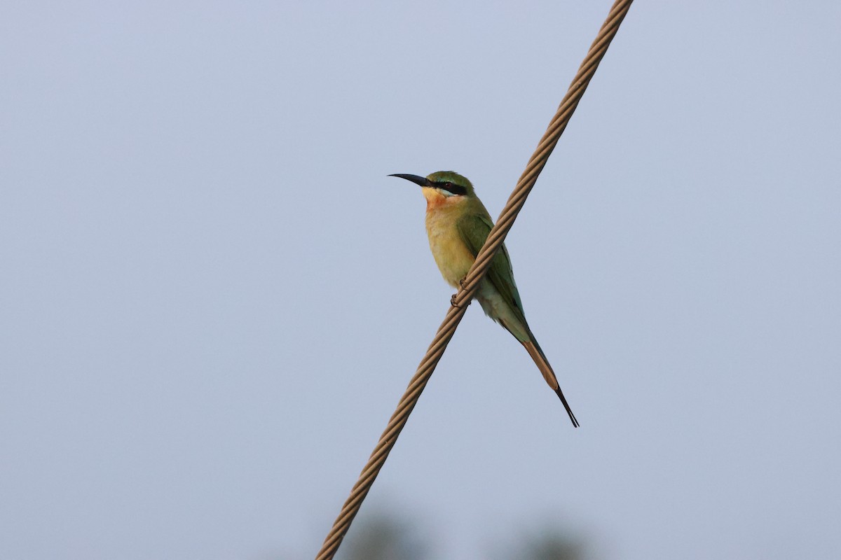 Blue-tailed Bee-eater - ML646735125