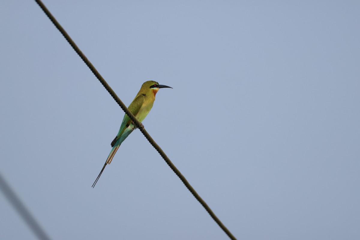 Blue-tailed Bee-eater - ML646735126